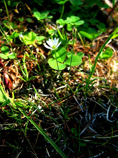 Изображение особи род Stellaria.