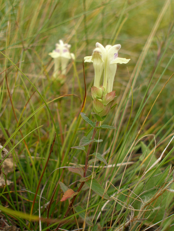 Изображение особи Scutellaria creticola.