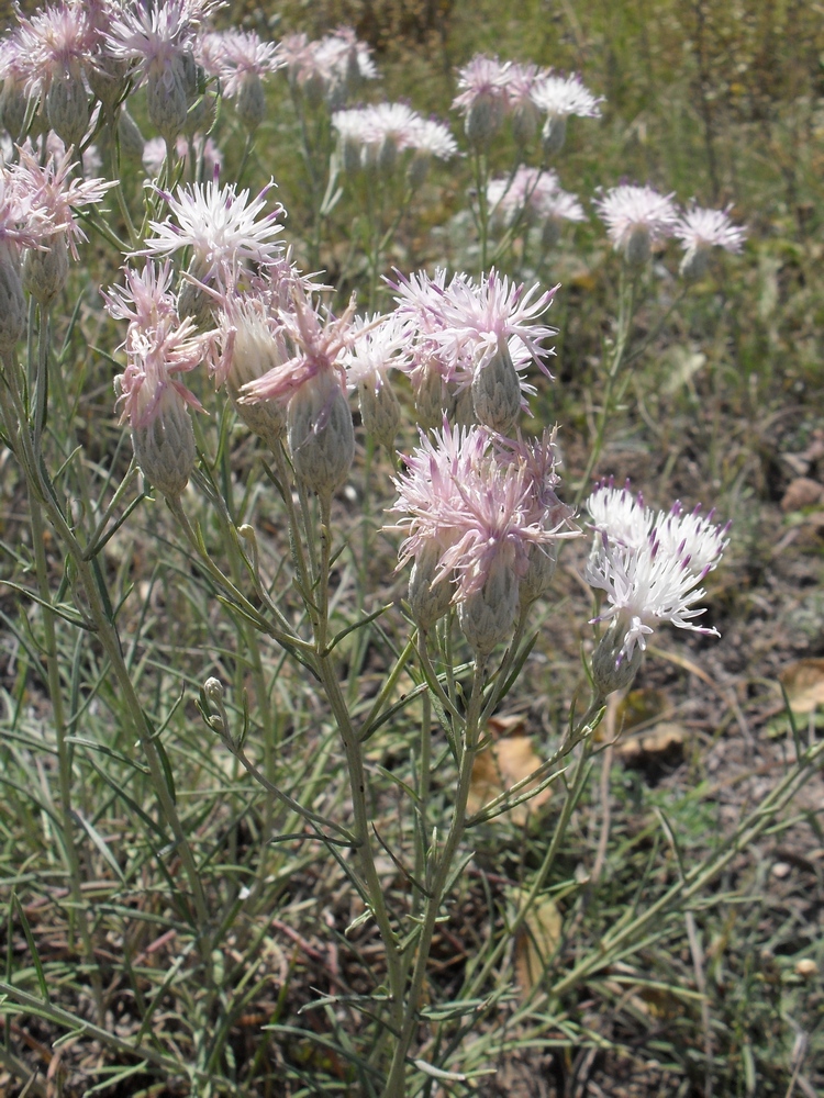 Image of Jurinea stoechadifolia specimen.