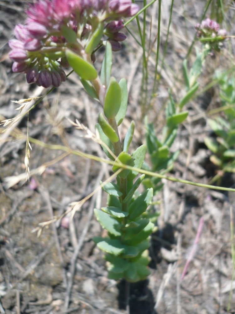 Image of Hylotelephium sukaczevii specimen.