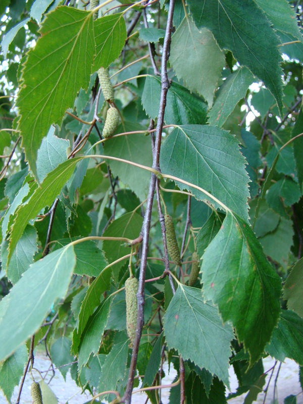 Image of Betula pendula specimen.