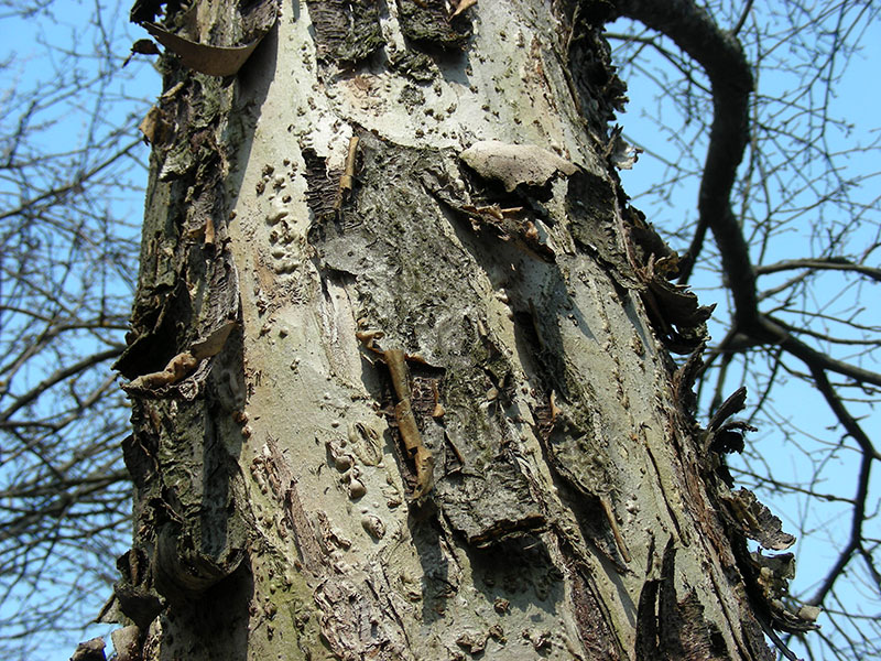 Изображение особи Malus domestica.