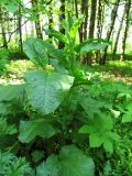 Rumex obtusifolius. Верхушка молодого побега. Подмосковье, окр. г. Кубинка. 21.05.2012.