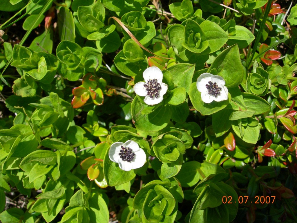 Image of Chamaepericlymenum suecicum specimen.