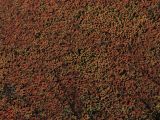 Azolla filiculoides