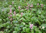 Pyrola incarnata. Цветущие растения. Забайкалье, с. Новотроицк, река Кручина. 24.06.2012.