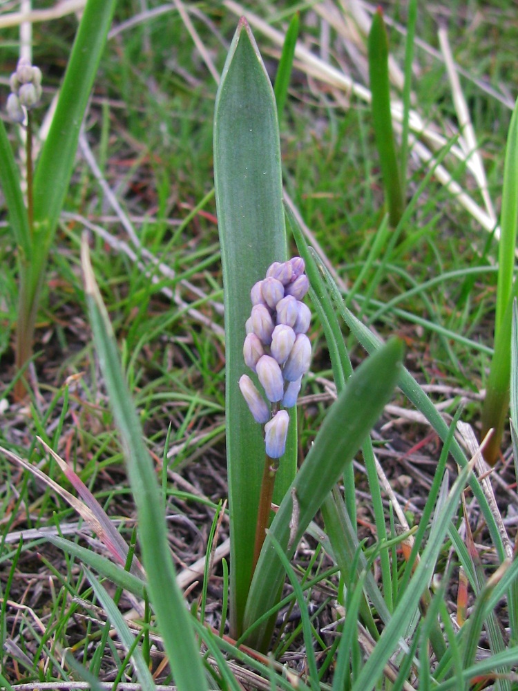 Image of Hyacinthella leucophaea specimen.