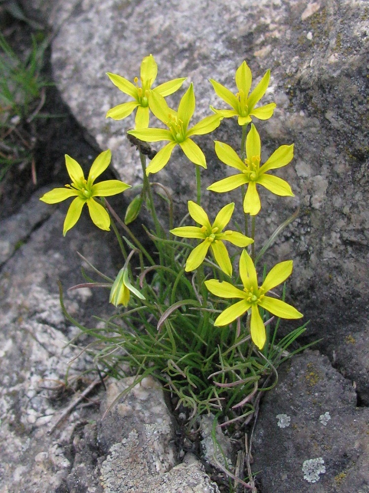 Image of Gagea bulbifera specimen.