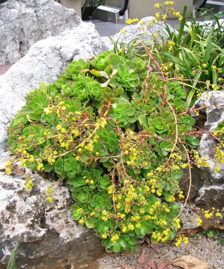 Изображение особи Aeonium glutinosum.