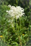 Filipendula ulmaria subspecies denudata