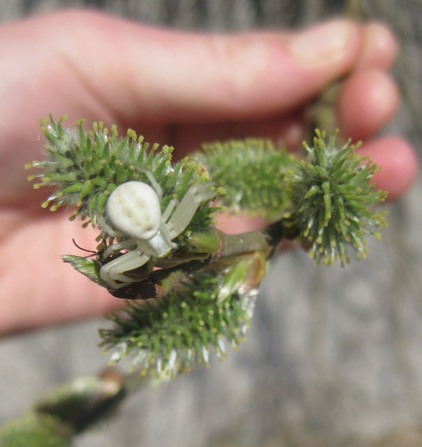 Image of Salix caprea specimen.