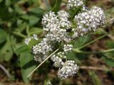 Lepidium latifolium