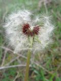 Taraxacum erythrospermum. Соплодие. Крым, Карадагский заповедник, подножие хребта Беш-Таш. 4 апреля 2013 г.