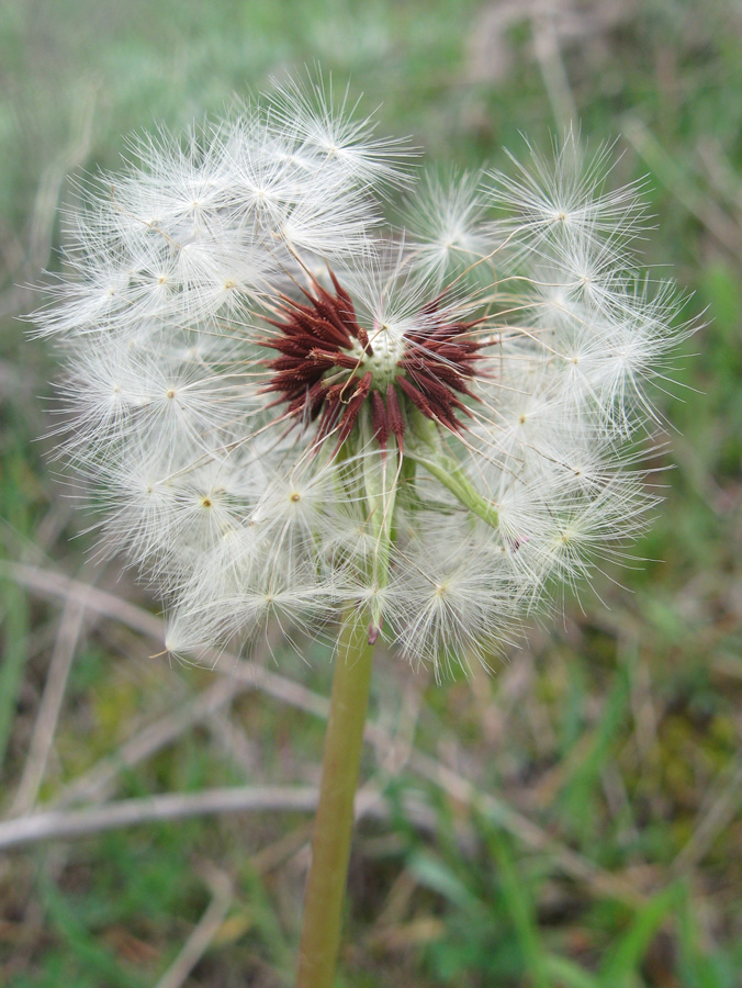 Image of Taraxacum erythrospermum specimen.