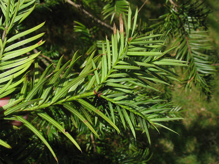 Изображение особи Torreya californica.