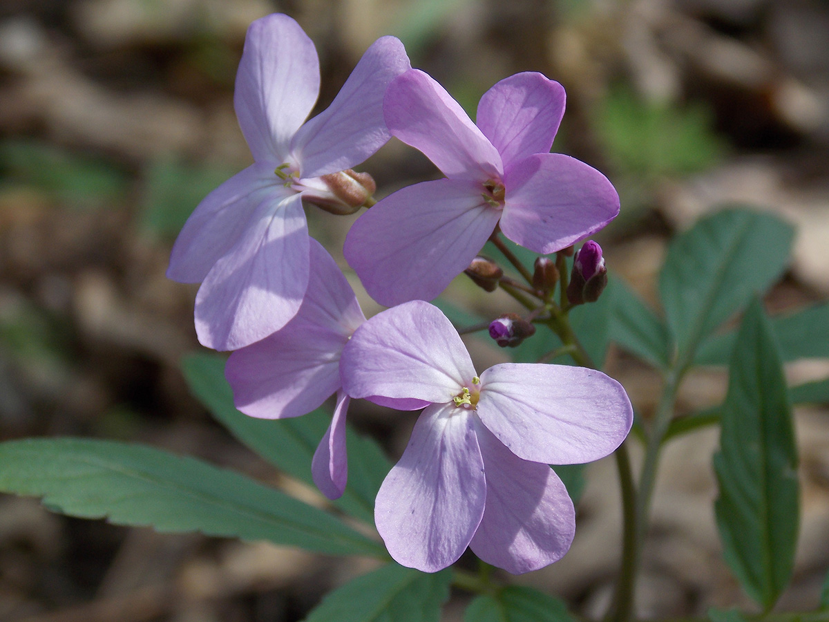 Image of Cardamine quinquefolia specimen.