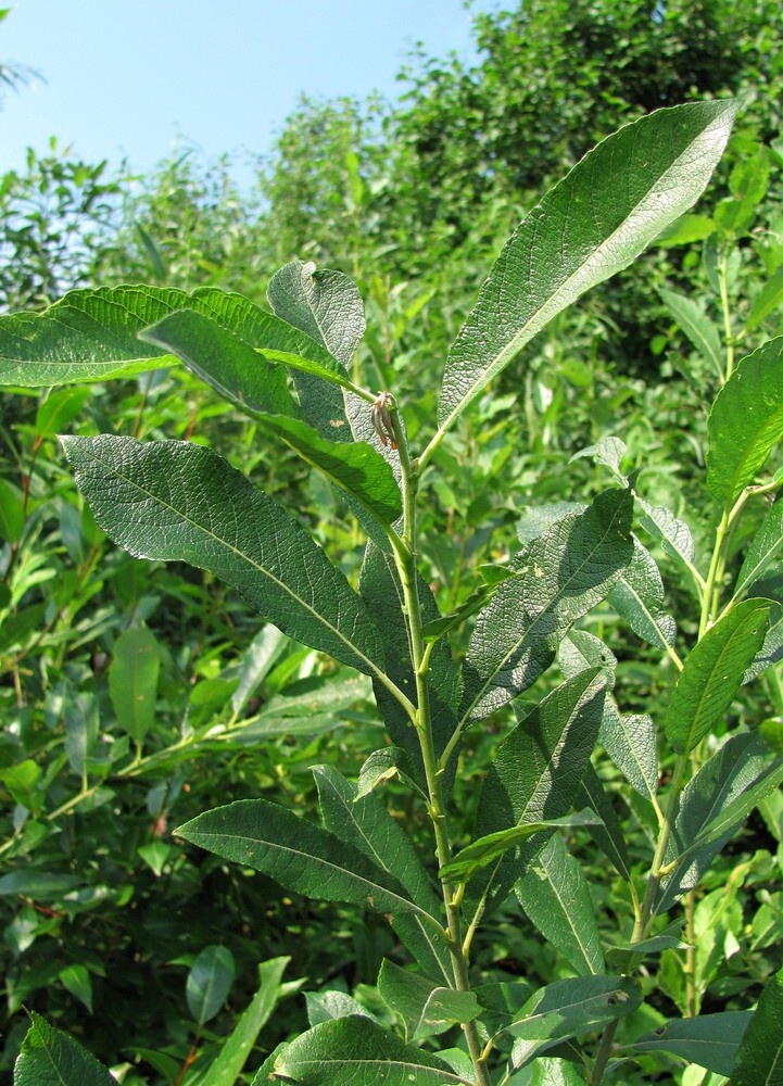 Image of Salix &times; laurina specimen.