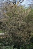 Amelanchier laevis. Взрослое растение перед цветением. Германия, г. Krefeld, ботанический сад. 20.04.2013.