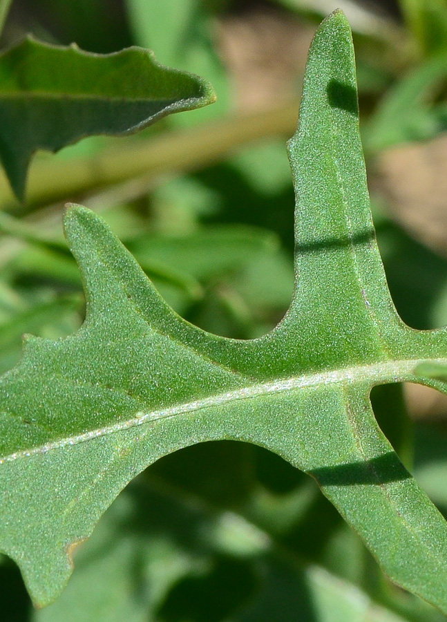 Image of Sisymbrium irio specimen.