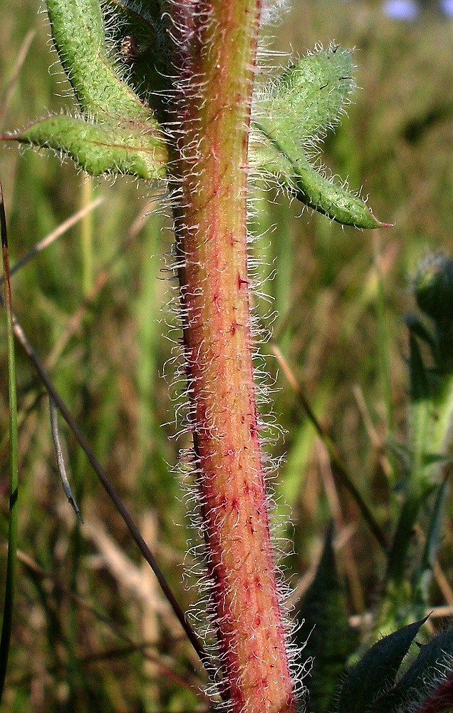 Изображение особи Crepis rhoeadifolia.