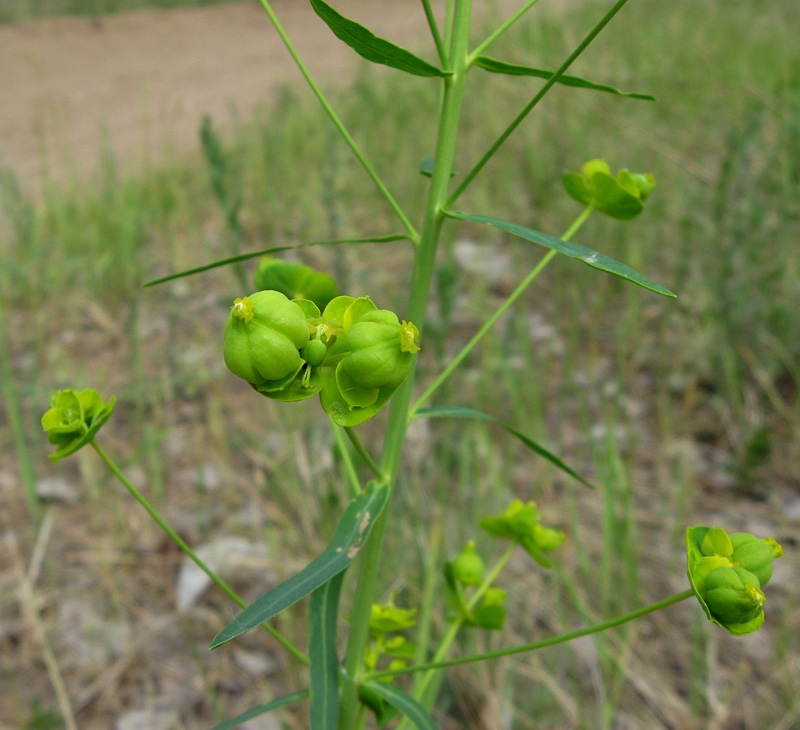 Image of Euphorbia virgata specimen.