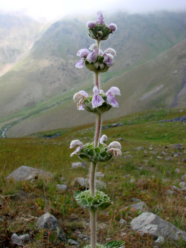 Image of Phlomoides ostrowskiana specimen.