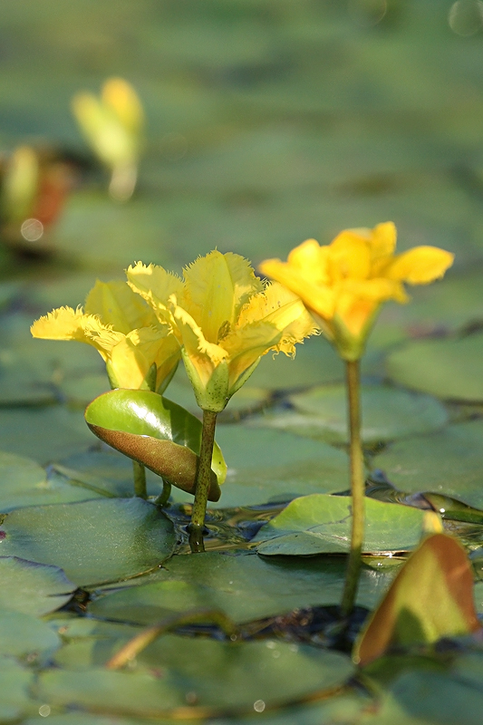 Image of Nymphoides peltata specimen.