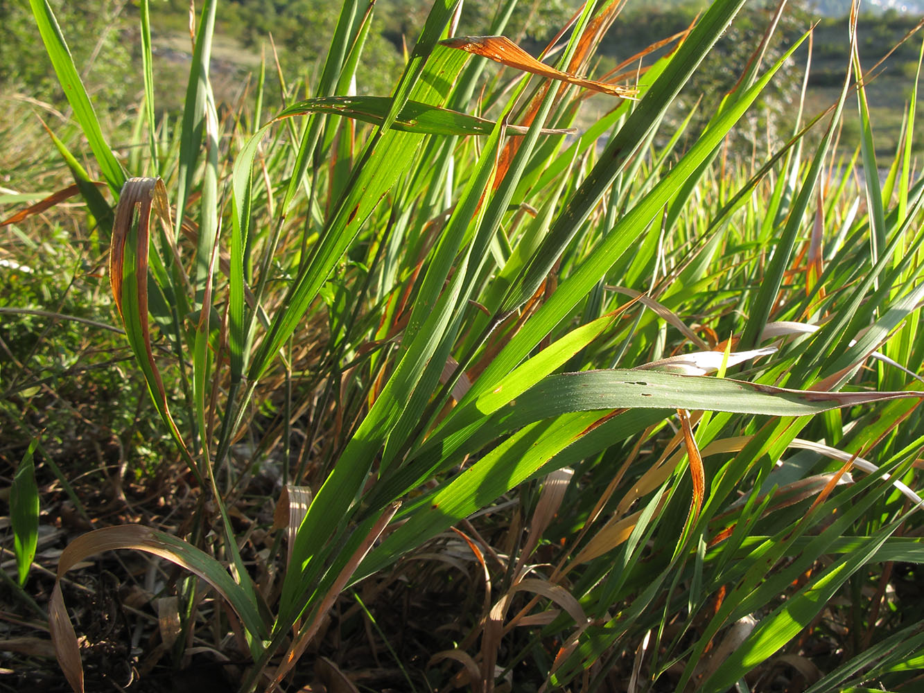 Image of Brachypodium rupestre ssp. caespitosum specimen.