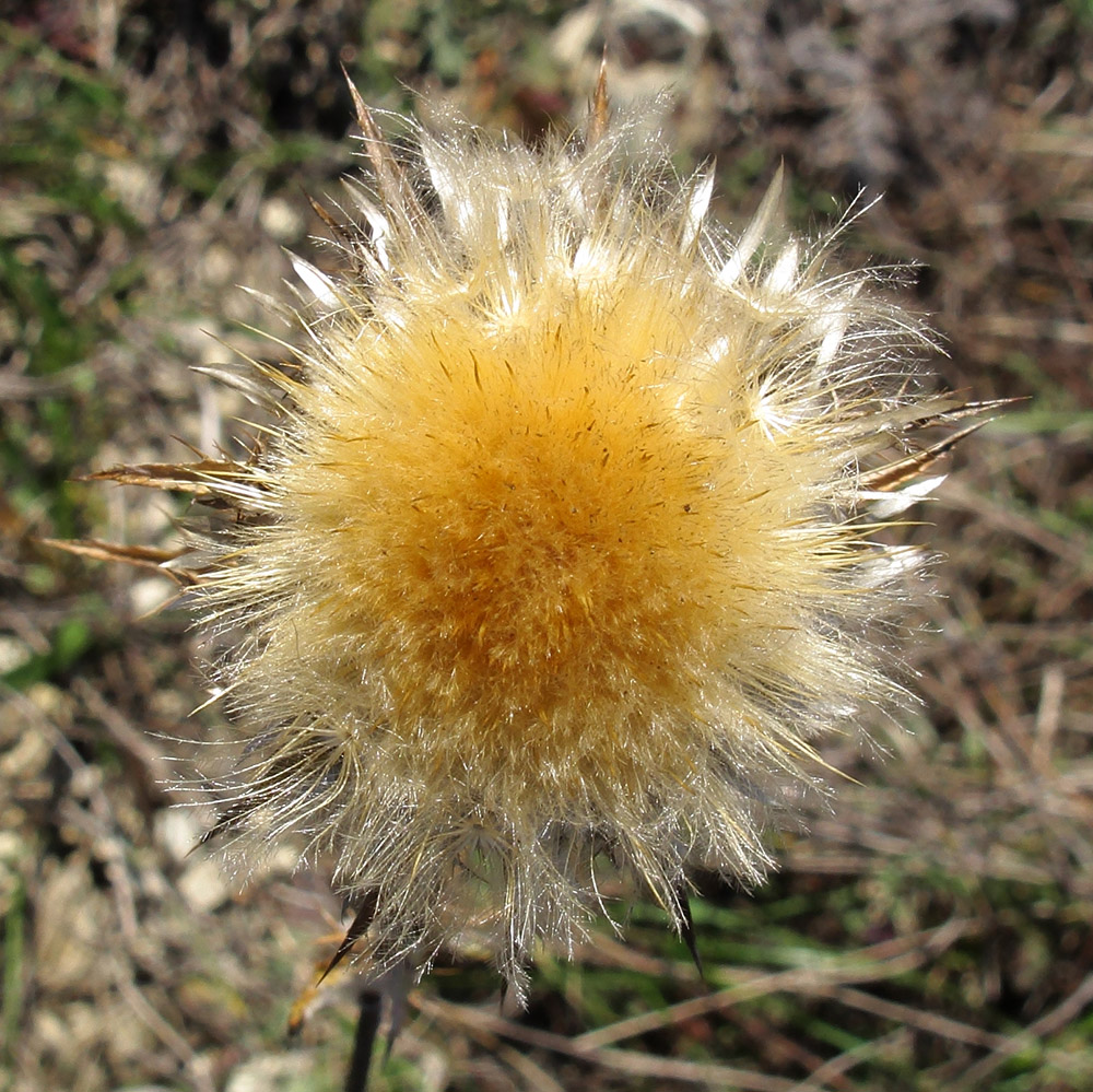 Изображение особи Carlina biebersteinii.