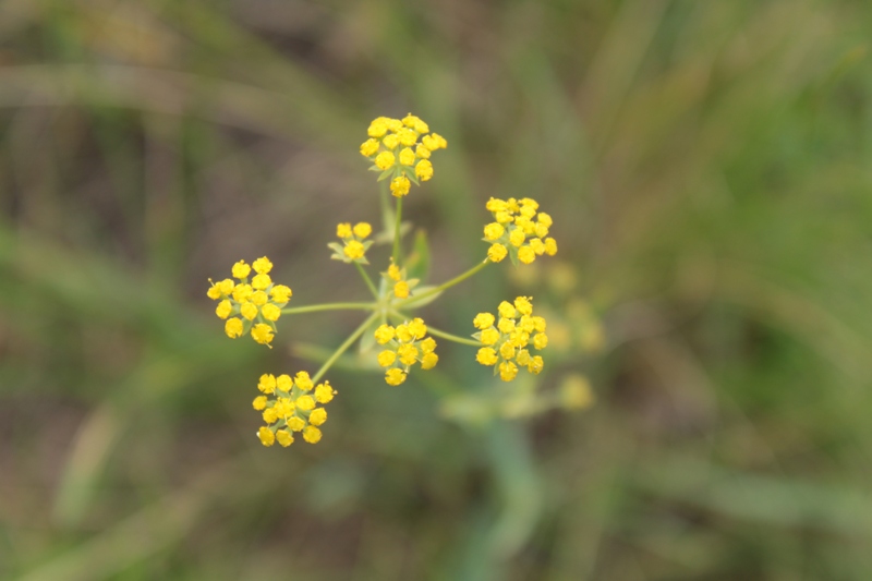 Image of Bupleurum scorzonerifolium specimen.