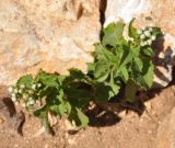 Ageratum conyzoides. Цветущее растение. Сокотра, плато Диксам. 30.12.2013.