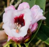 Rhododendron calophytum. Соцветие с раскрывшимся цветком. Германия, г. Дюссельдорф, Ботанический сад университета. 02.03.2014.