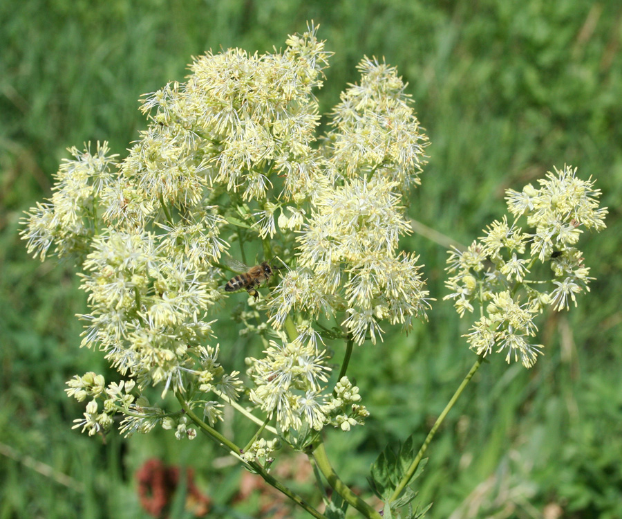 Image of Thalictrum flavum specimen.