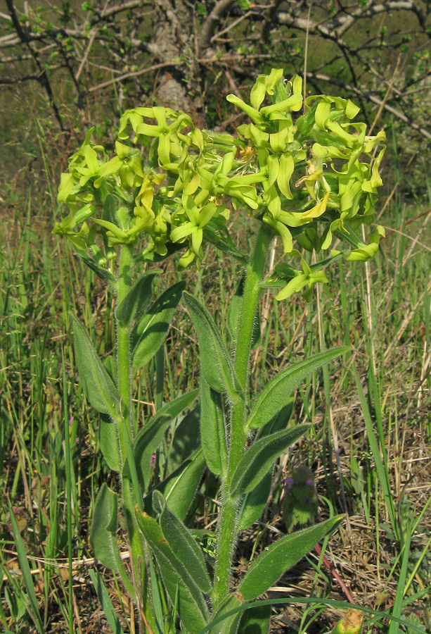 Image of Hesperis tristis specimen.