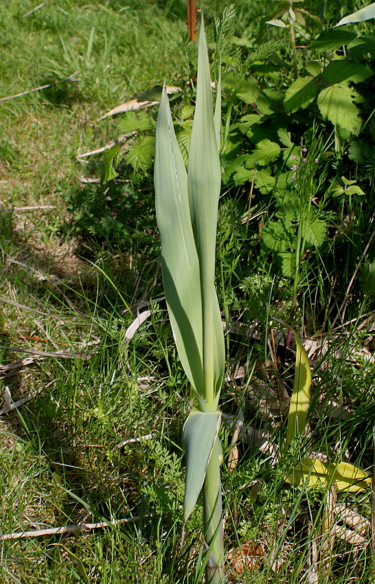 Image of Arundo donax specimen.