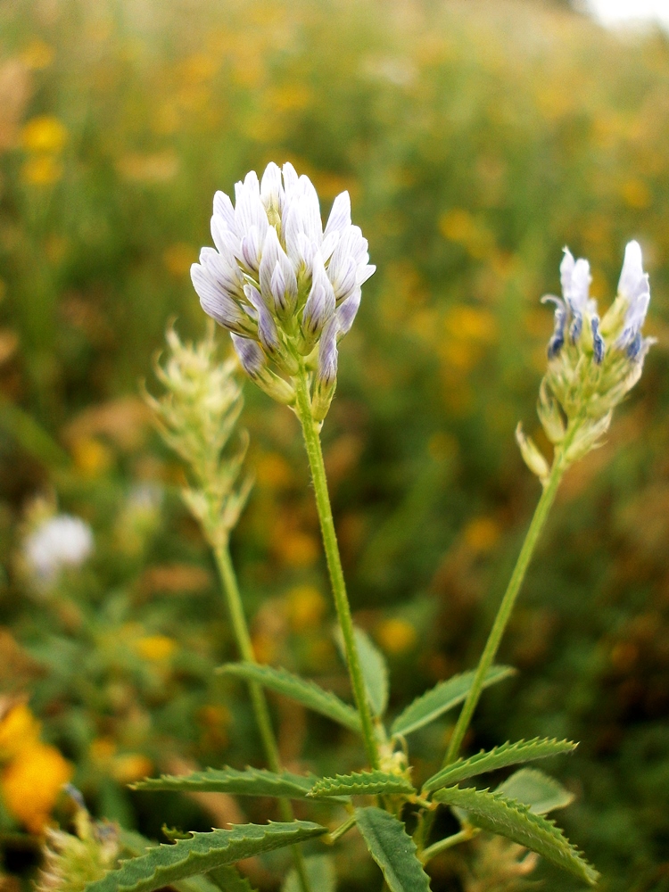 Image of Trigonella procumbens specimen.