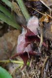 Asarum canadense