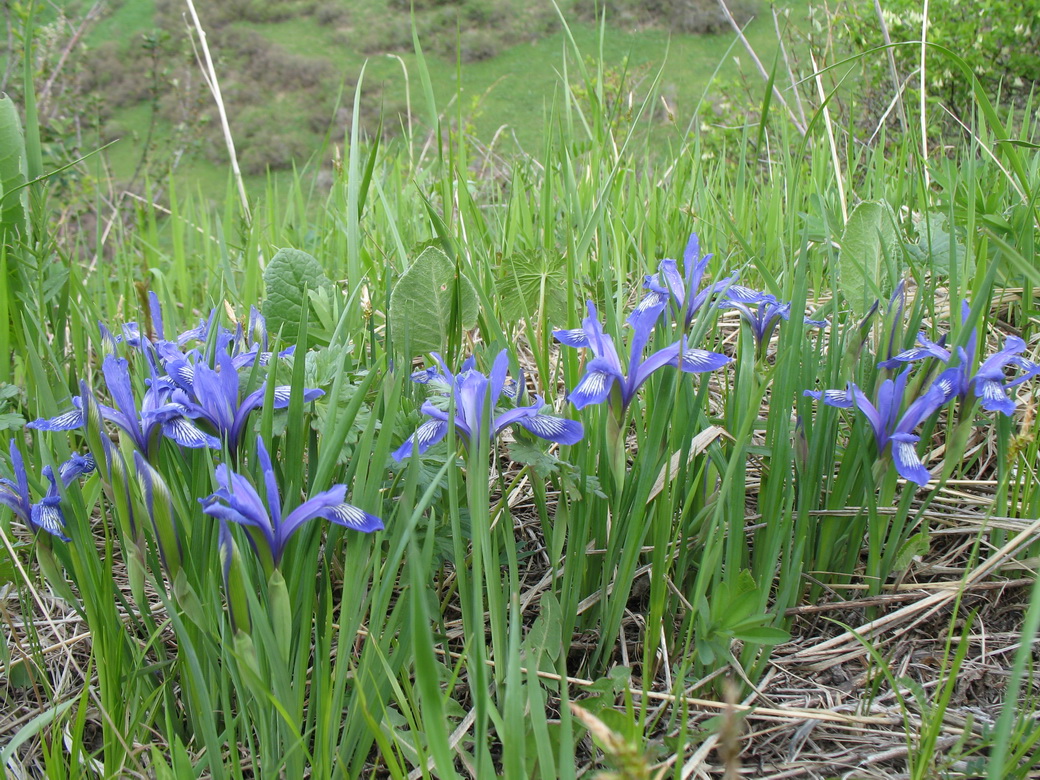 Image of Iris ruthenica specimen.