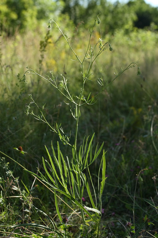 Изображение особи Falcaria vulgaris.