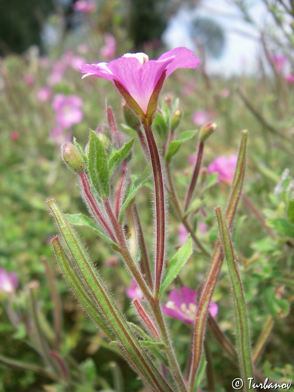 Изображение особи Epilobium villosum.