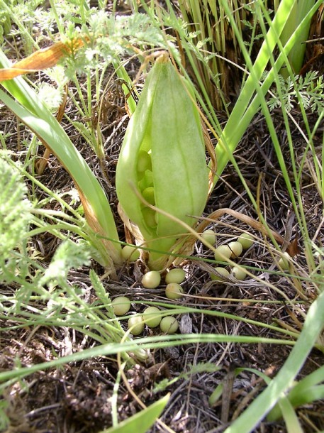 Image of Iris pumila specimen.