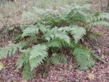 Dryopteris assimilis. Растение в высокоствольном сыром березняке. Кольский полуостров, Кольский залив, окрестности пос. Росляково, берег губы Грязная. 16.09.2009.