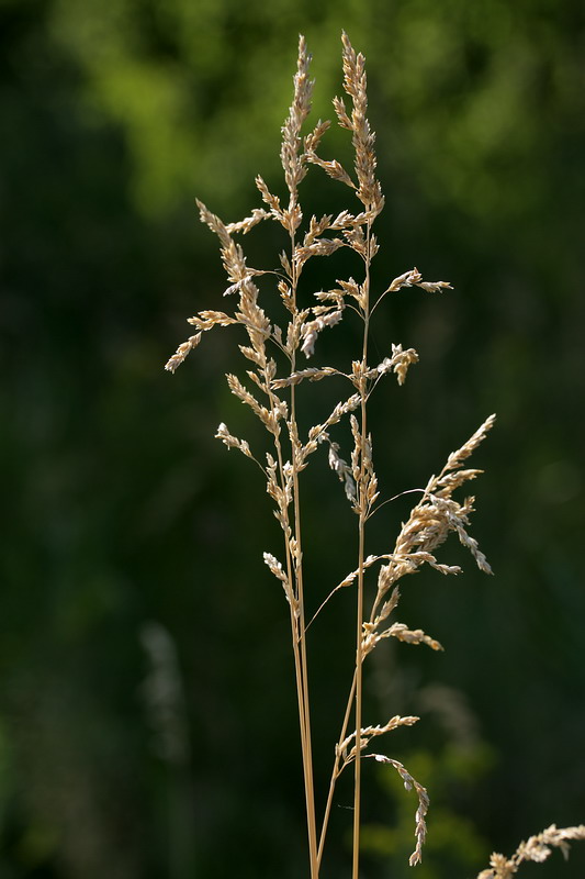 Image of Poa angustifolia specimen.