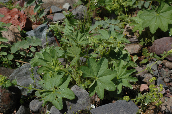 Изображение особи Alchemilla sibirica.