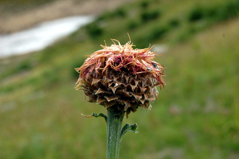 Image of Stemmacantha carthamoides specimen.