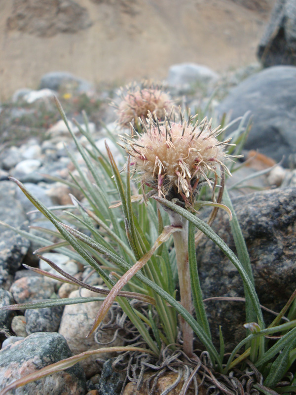 Image of Saussurea schanginiana specimen.