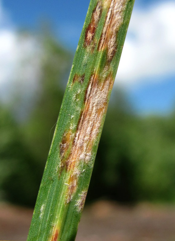 Изображение особи Poa pratensis.