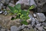 Scutellaria albida