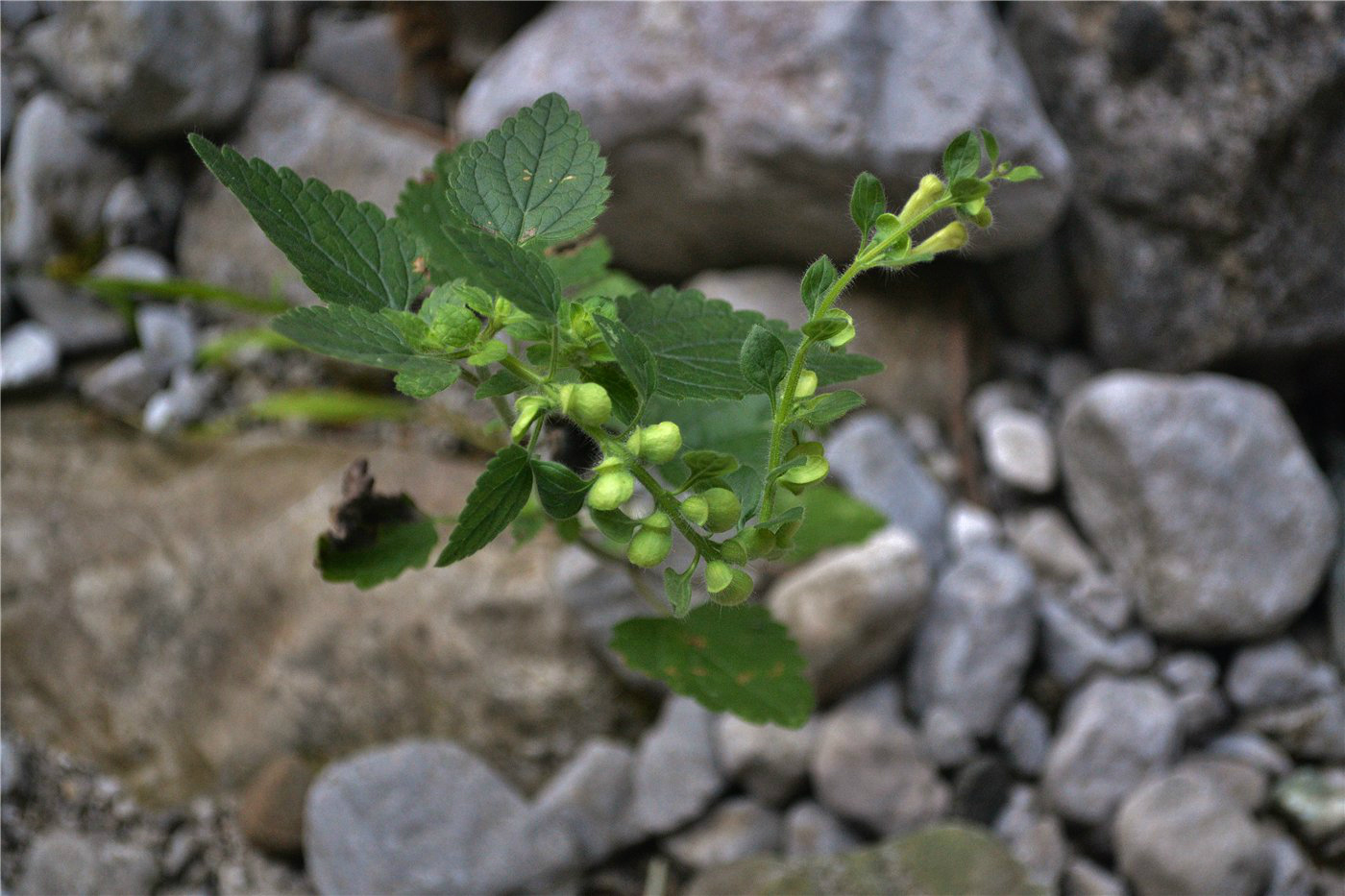 Image of Scutellaria albida specimen.