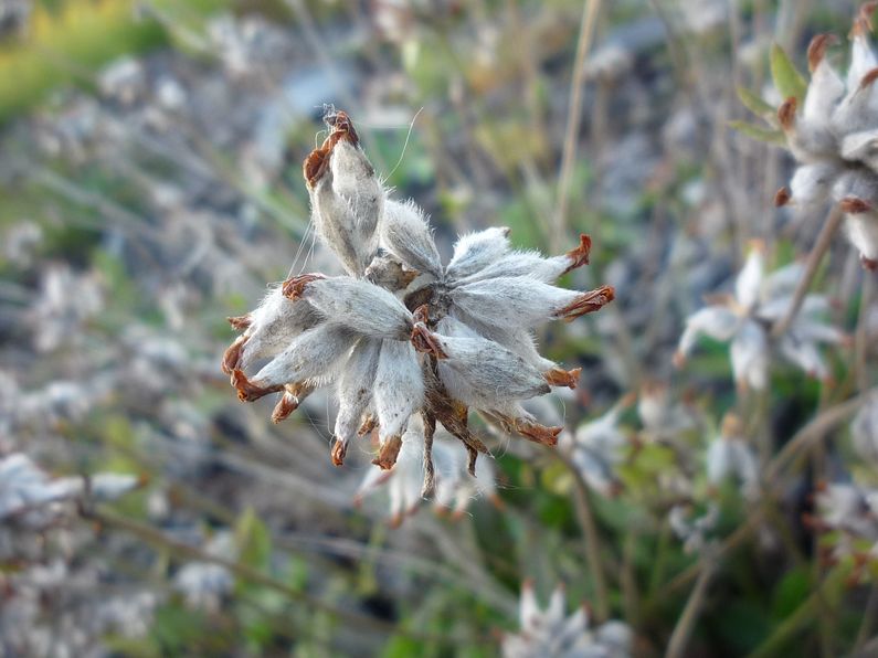 Image of Anthyllis arenaria specimen.